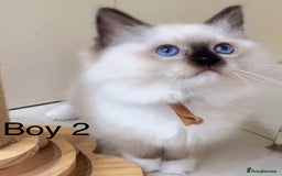 Ragdoll cats for sale: 4 Ragdoll boys - Image 6