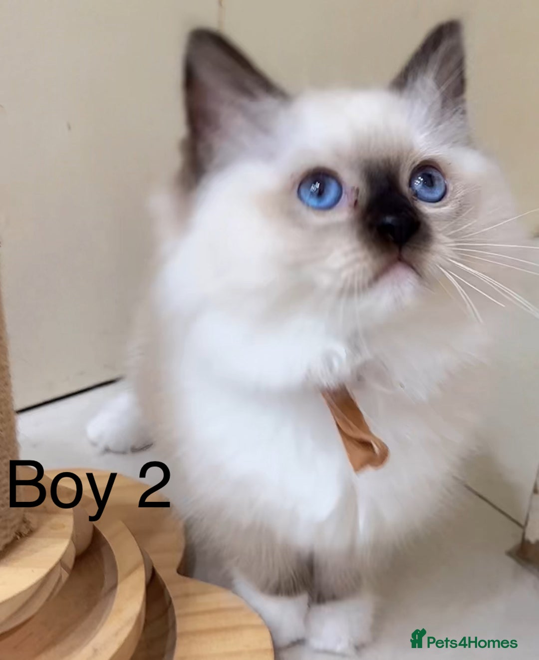 Ragdoll cats for sale: 4 Ragdoll boys - Image 6