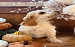 Cockapoo dogs for sale: Gorgeous cockapoo babies  - Image 1