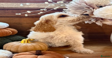 Cockapoo dogs - Advert 3