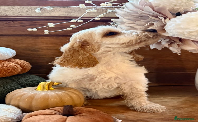 Cockapoo dogs - Advert 12