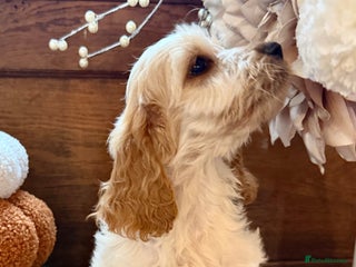 Cockapoo dogs - Advert 19