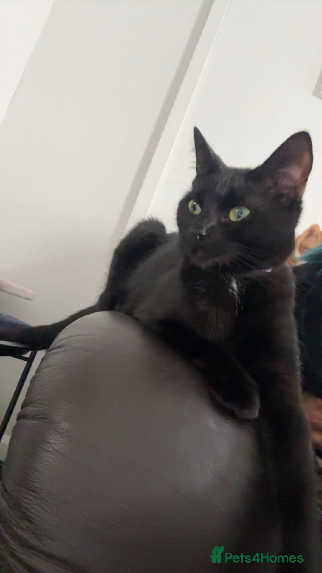 Gallery Image {{count}}