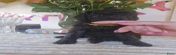 Bernedoodle dogs for sale: Mini Bernedoodles  - Advert 3