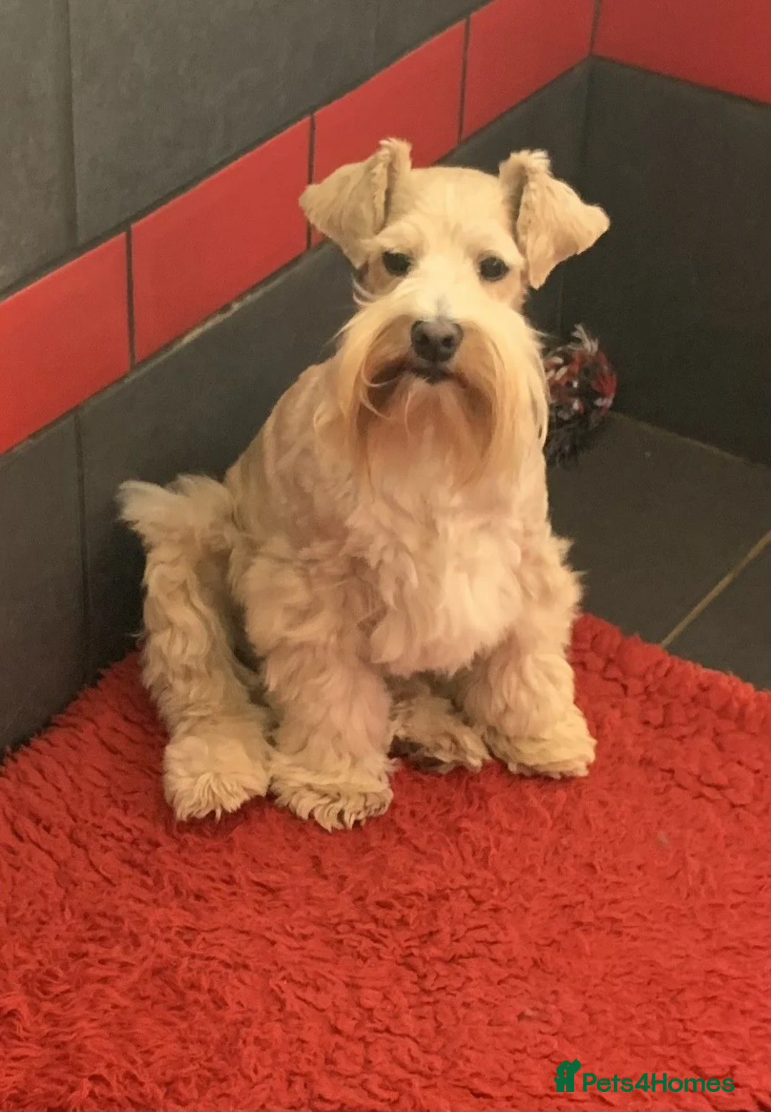 Miniature Schnauzer dogs for sale: GORGEOUS ADULT RKC WHEATEN H/T MINIATURE SCHNAUZER - Advert 1