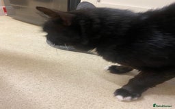 British Shorthair cats for sale: Older cat  **   - Image 2