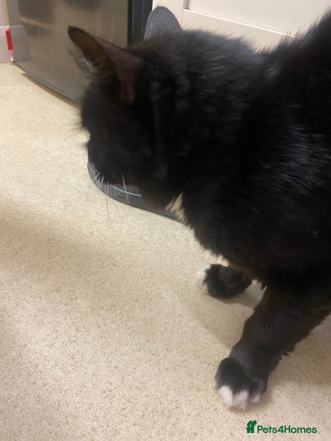 British Shorthair cats for sale: Older cat  **   - Image 2