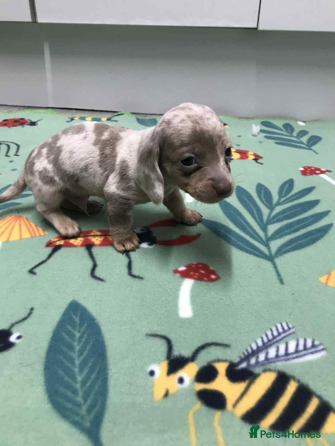 Dachshund dogs for sale: MINATURE DASHUNDS 3 boys  - Advert 7