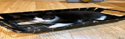 Domestic Shorthair cats for sale: Tuxedo kittens - Advert 11