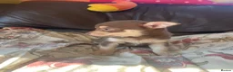 Chihuahua dogs for sale: 5 Beautiful Chihuahua Puppies For Sale  - Advert 4