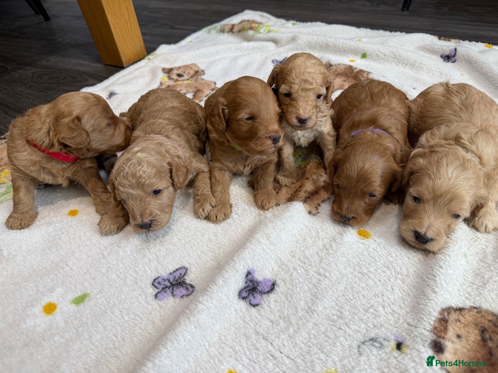 Cockapoo dogs Gorgeous Toy cockapoo puppies - Advert 1
