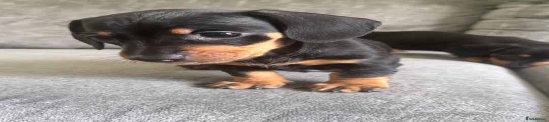 Miniature Dachshund Puppy 3
