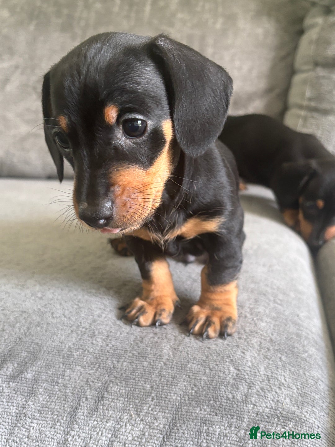 Miniature Dachshund dogs for sale: Blue/tan/dapple KC registered miniature dachshunds in Heywood - Image 6
