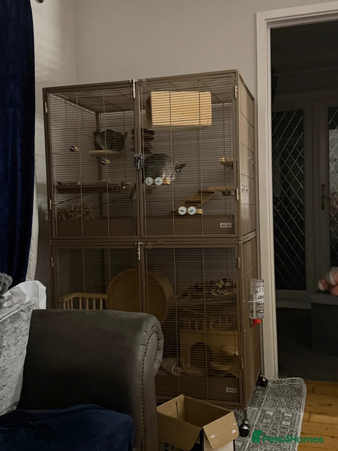 Chinchilla rodents for sale: 2 Female chinchillas, everything included in Ammanford - Advert 4