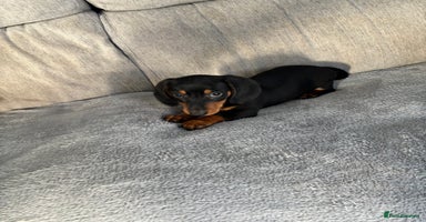 Miniature Dachshund dogs - Advert 5