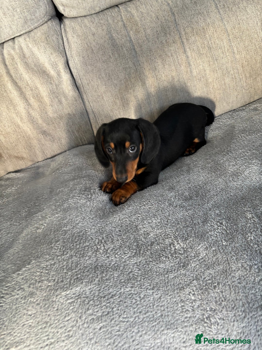 Miniature Dachshund dogs for sale: Ready soon! 🤎🖤 Mini male dachshund - Image 2