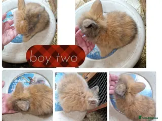 Mini Lion Lop rabbits 2 beautiful litter of mini lion lop ready reverse - Advert 1
