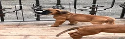 Boxer dogs for sale: READY NOW- Stunning boxer puppies - Advert 16