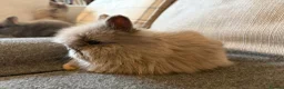 Lionhead rabbits for sale: Double mane lion head baby bunnies for sale  - Advert 4
