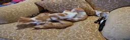 Mixed Breed cats for sale: 4 kittens available now - Advert 7