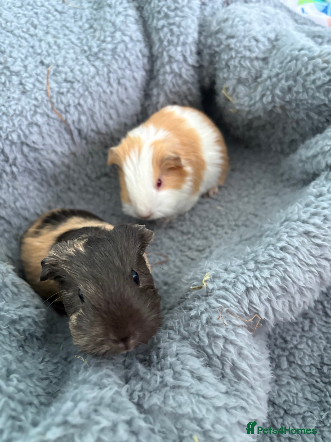 Guinea Pig rodents for sale: Two beautiful bonded baby boars - Advert 3