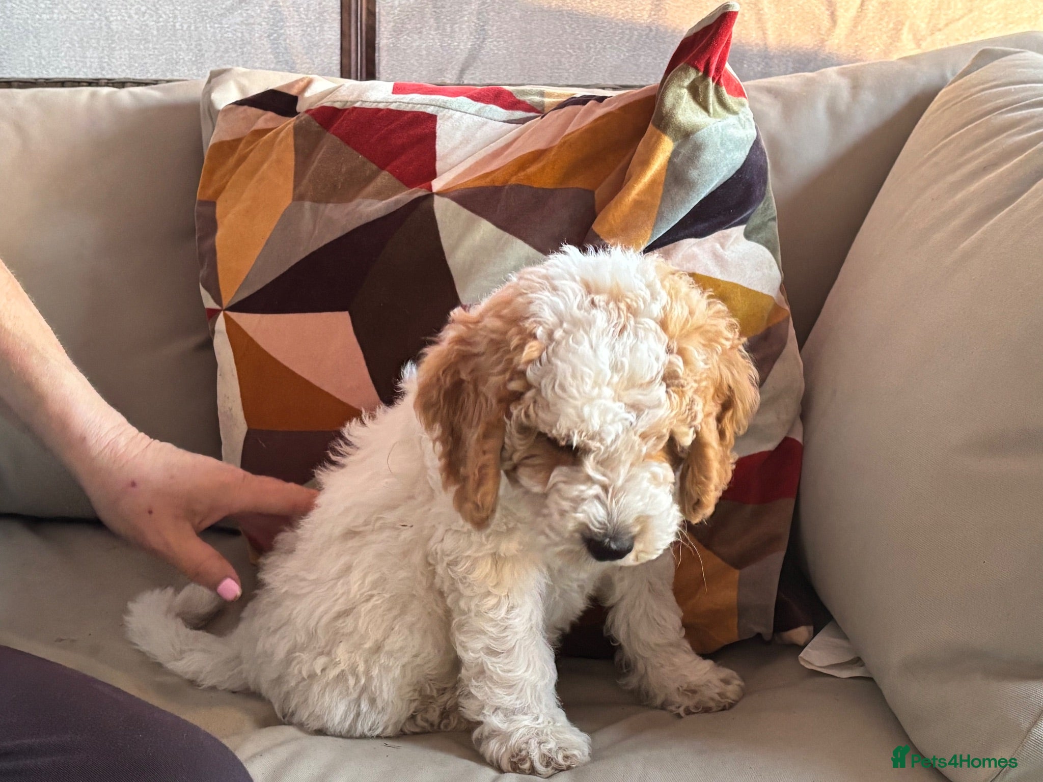 Mini Goldendoodle dogs Mini Goldendoodle  - Advert 2