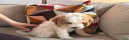 Mini Goldendoodle dogs for sale: Mini Goldendoodle  - Advert 5