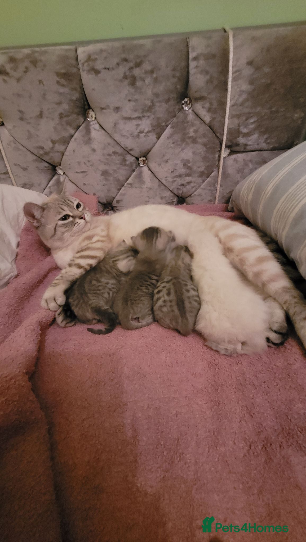 Scottish Fold cats Scottish fold/straight snow leopards  - Advert 1