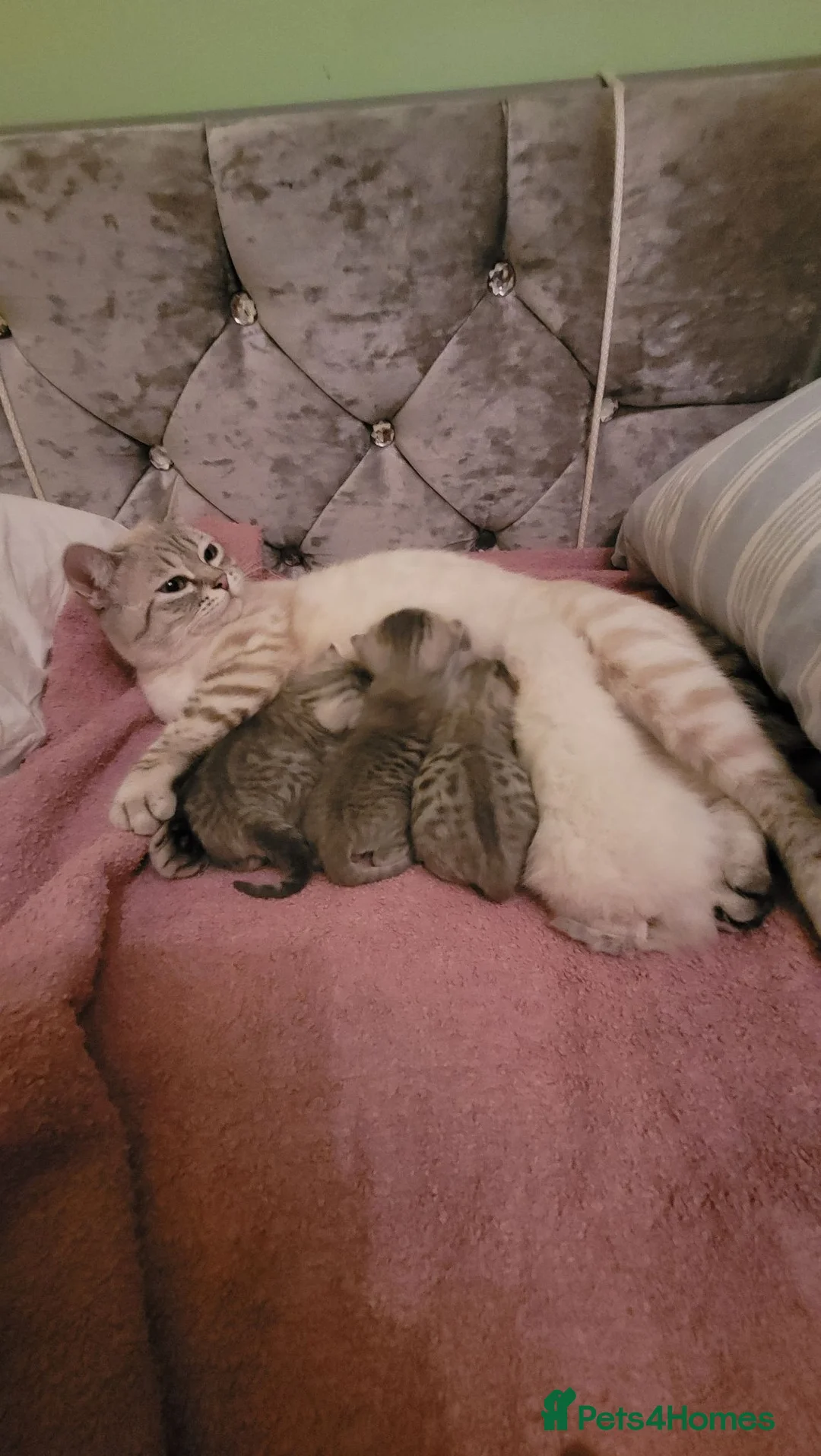 Scottish Fold cats for sale: Scottish fold/straight snow leopards  - Advert 1