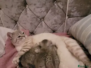 Scottish Fold cats Scottish fold/straight snow leopards - Advert 1