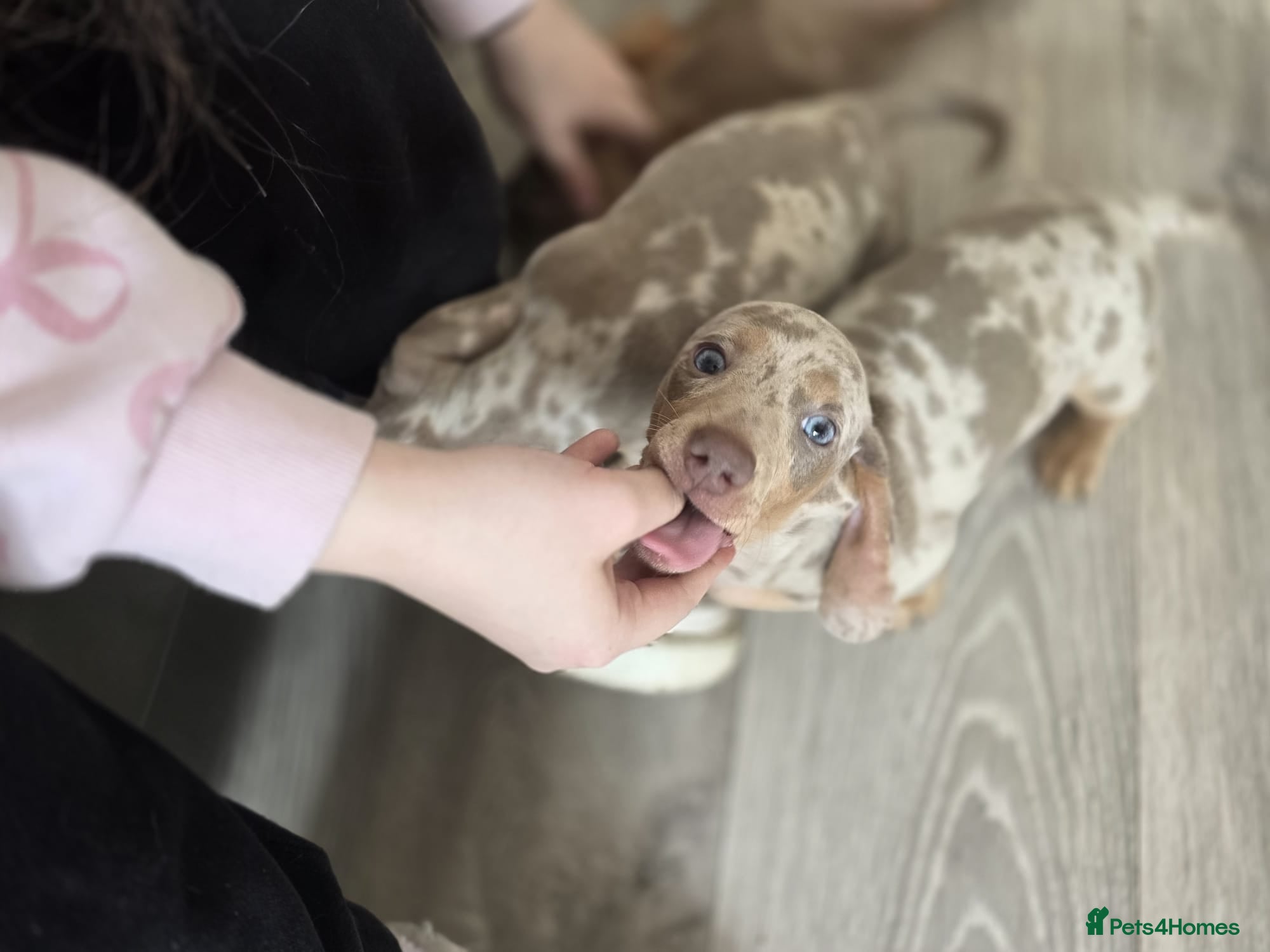 Miniature Dachshund dogs for sale: Stunnung miniature Dachshund  in Slough - Advert 1