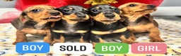 Miniature Dachshund dogs for sale: Miniature dashounds - Advert 2