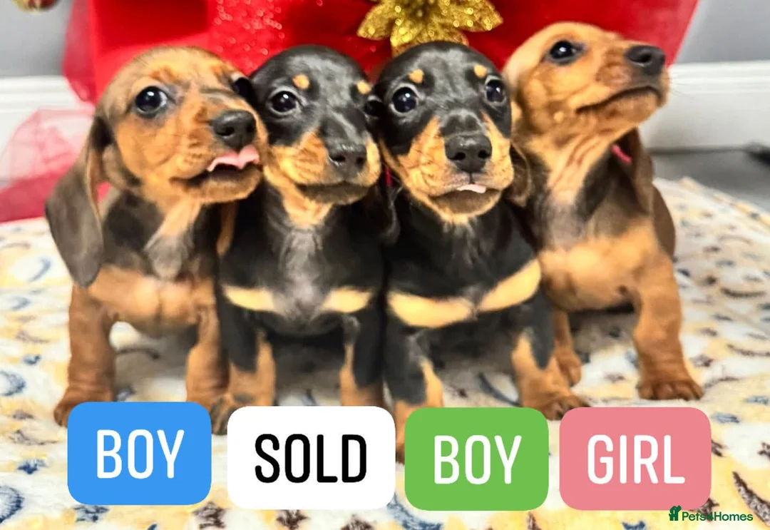 Miniature Dachshund dogs for sale: Miniature dashounds - Advert 2