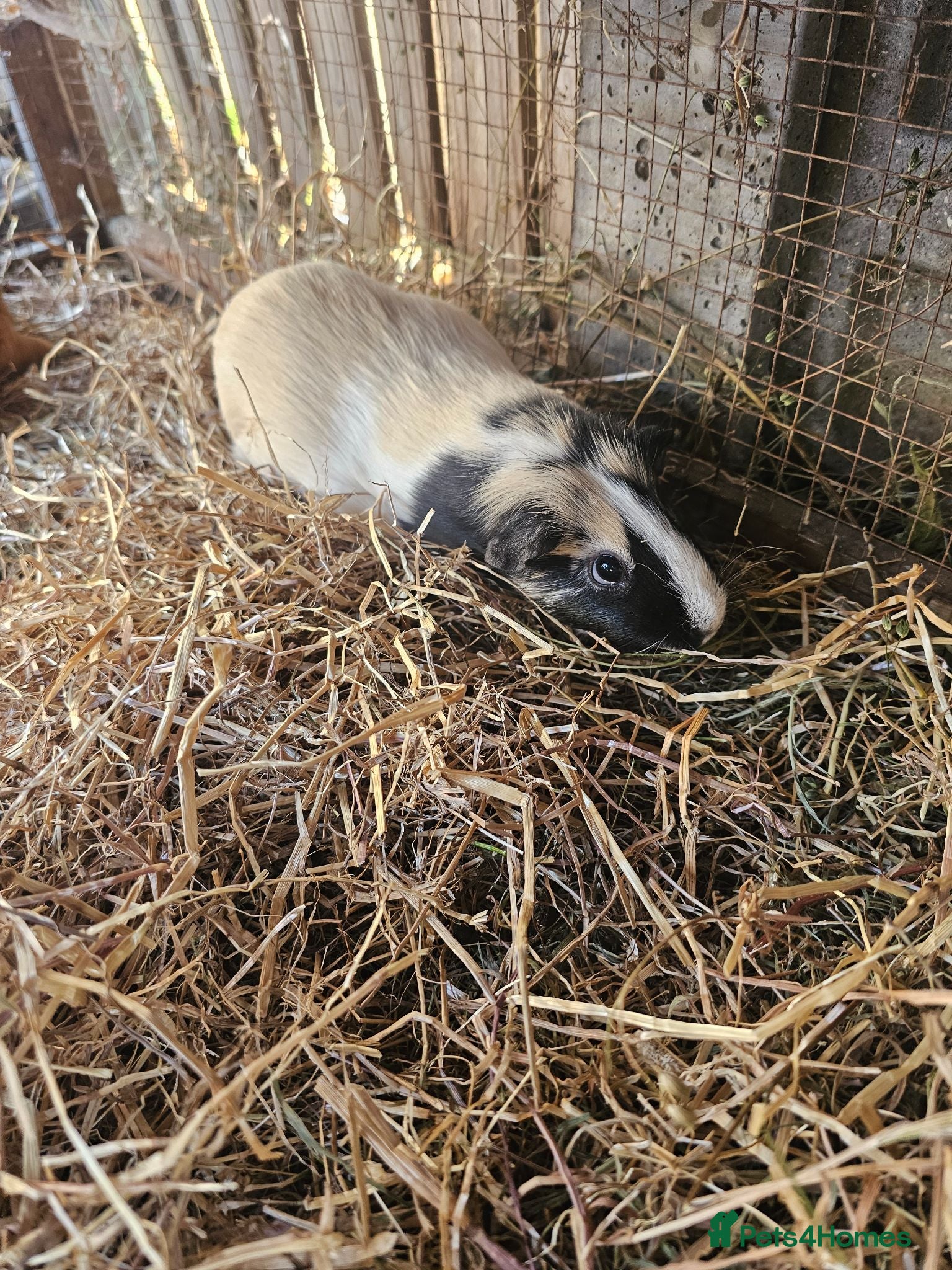 Guinea Pig rodents 3 female Guinea pigs for sale - Advert 2
