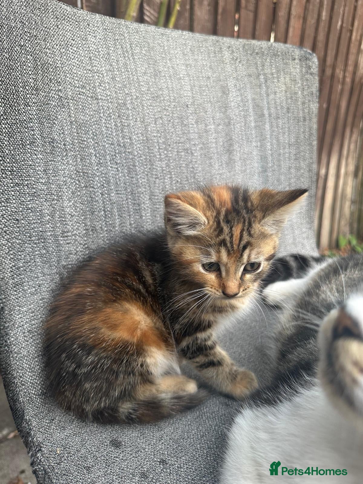 Mixed Breed cats Male kitten for sale  - Advert 1