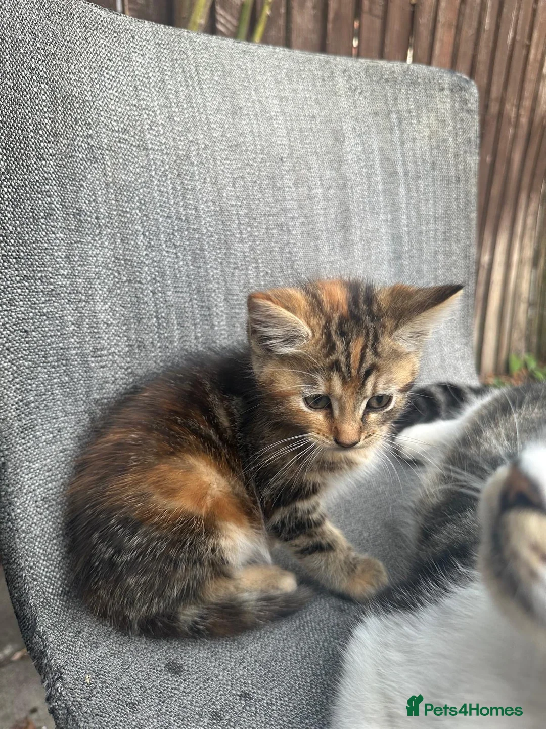 Mixed Breed cats for sale: Male kitten for sale  - Advert 1