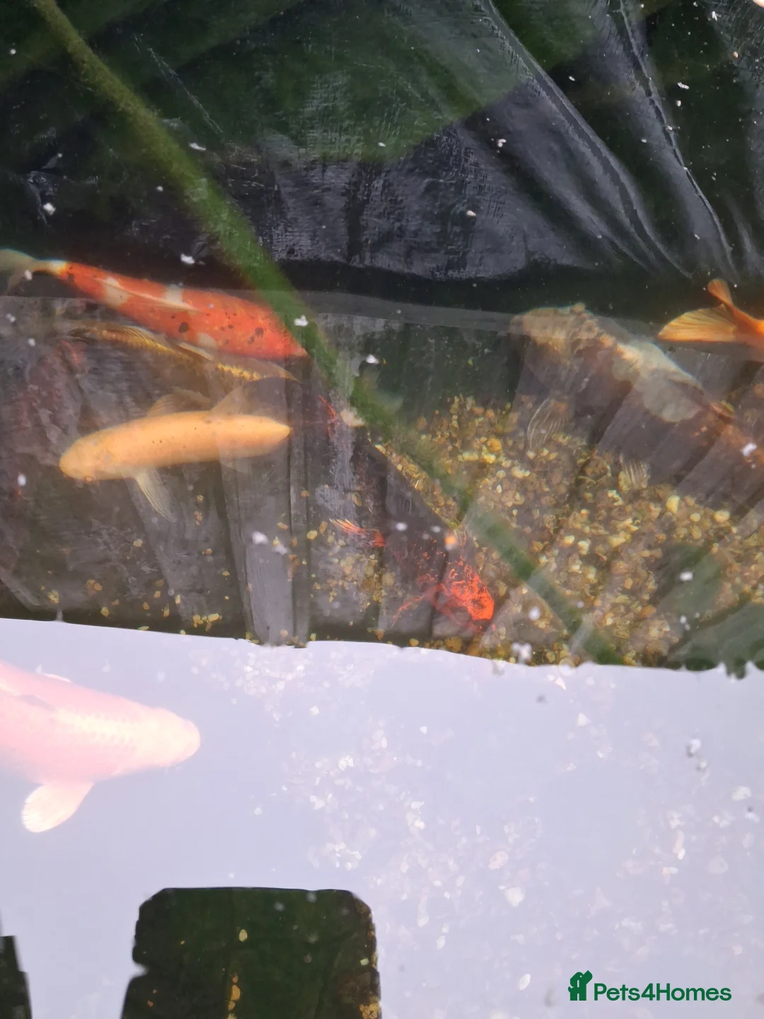 Pond Fish fish for sale: Pond fish koi  in Carterton - Advert 1