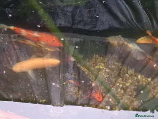 Pond Fish fish Pond fish koi in Carterton - Advert 3