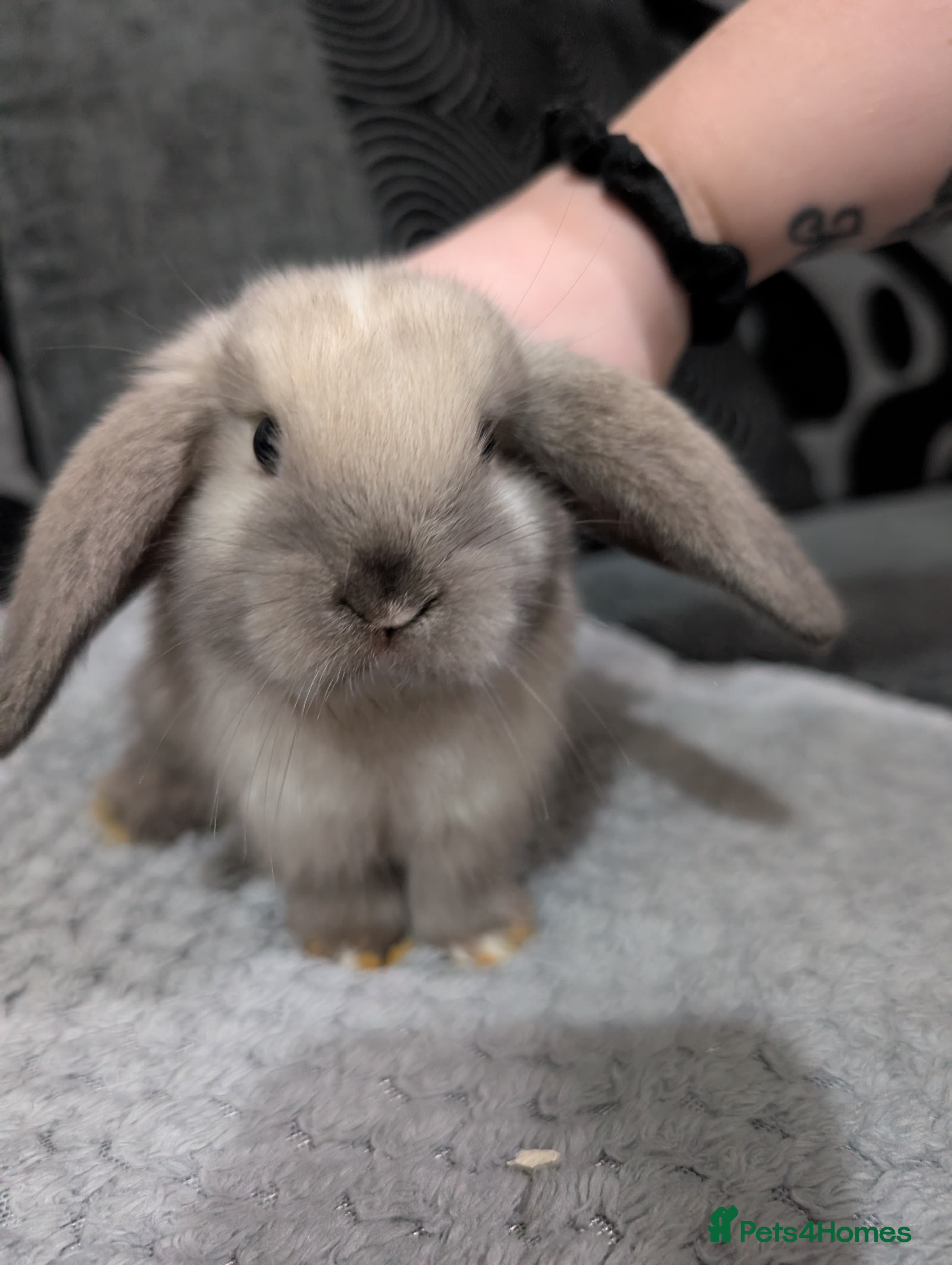 Mini Lop rabbits 6 beautiful mini lops available 16/3 in Ashford - Advert 9