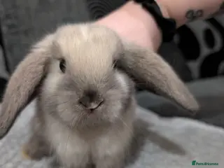 Mini Lop rabbits 6 beautiful mini lops available 16/3 in Ashford - Advert 2