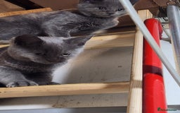 Russian Blue cats for sale: Pure Russian Blue Kittens  - Image 6