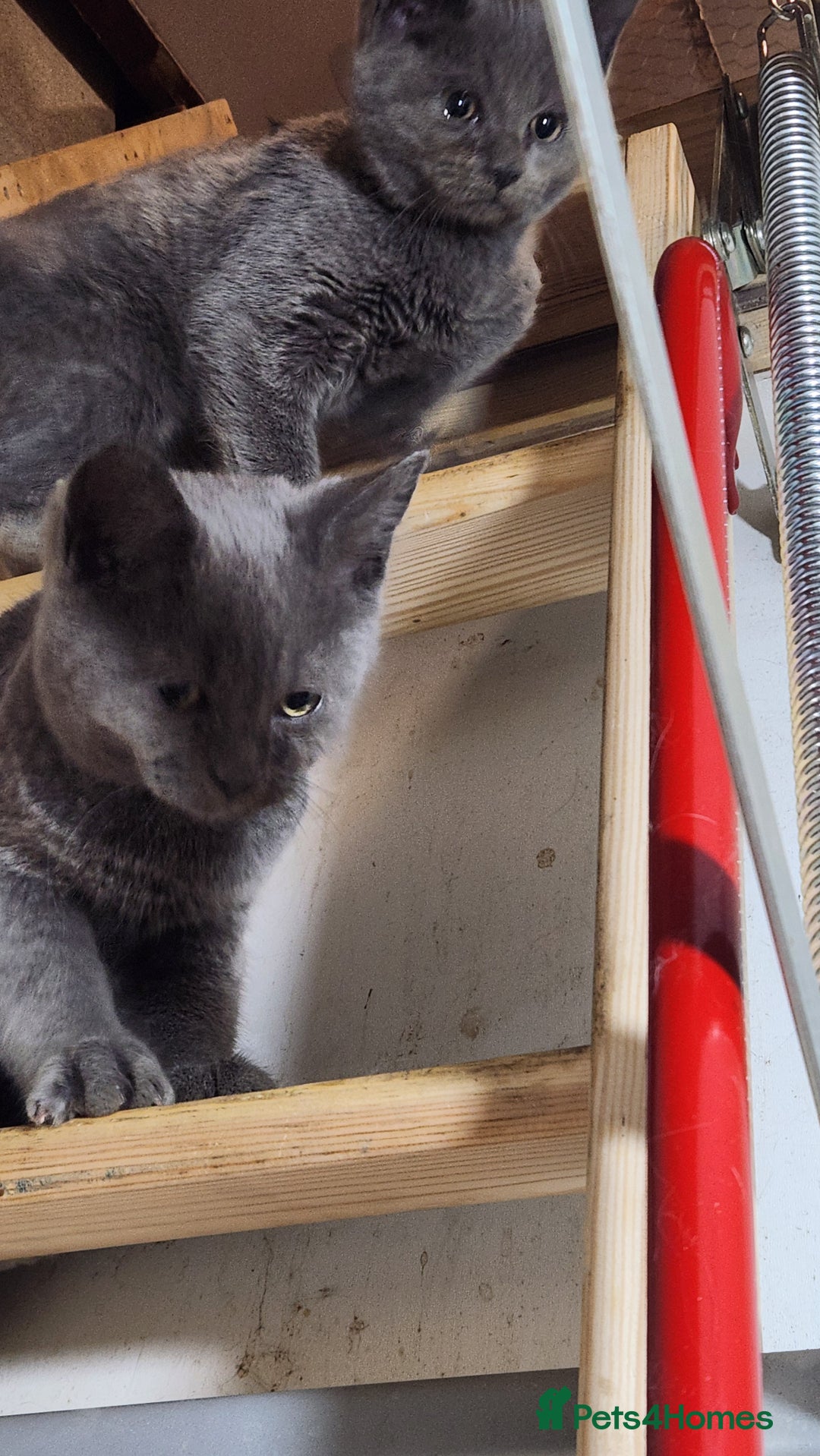 Russian Blue cats for sale: Pure Russian Blue Kittens  - Image 6