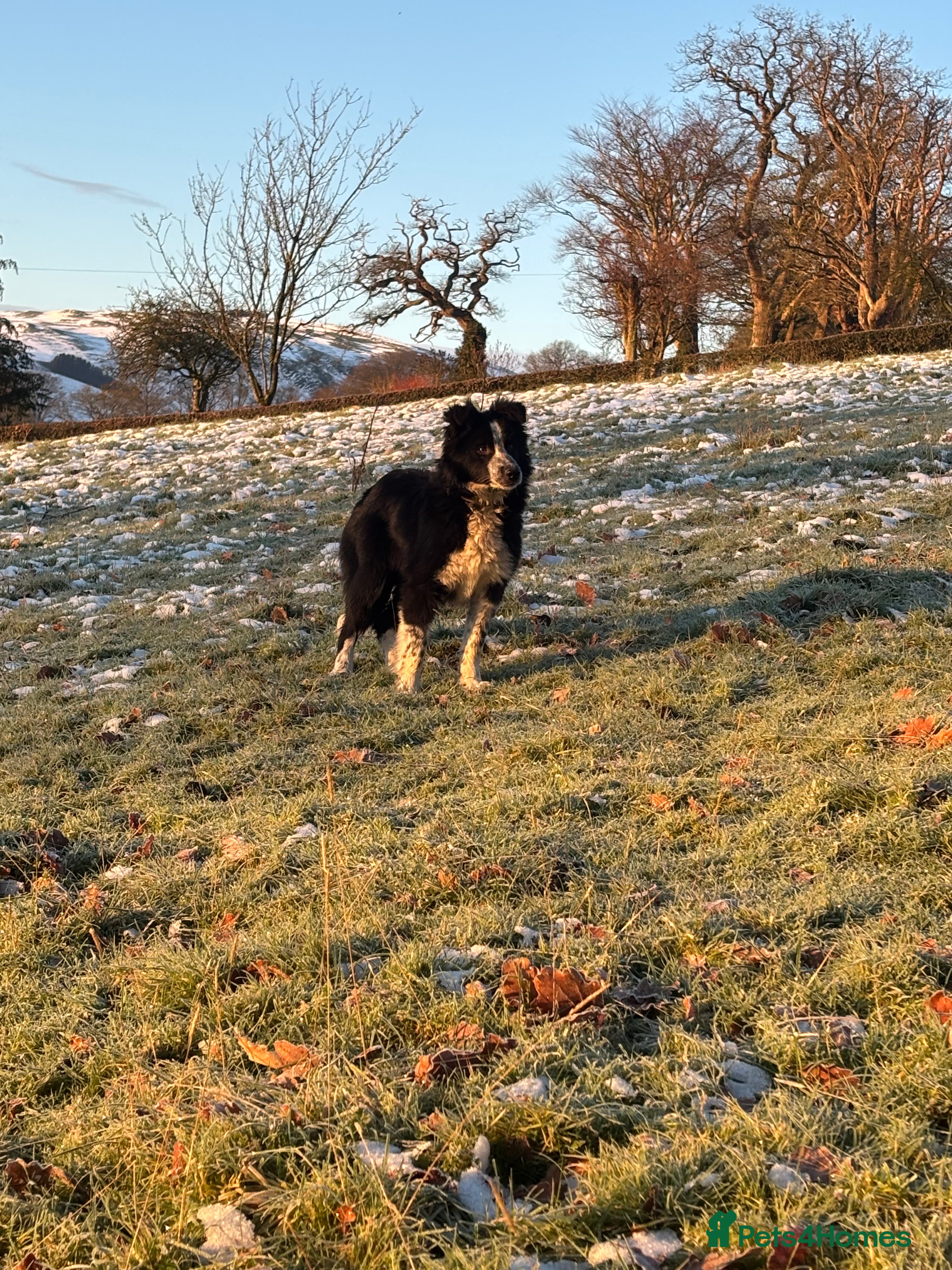 Border Collie dogs  Collie bitch - Advert 2