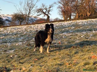 Border Collie dogs Collie bitch - Advert 2