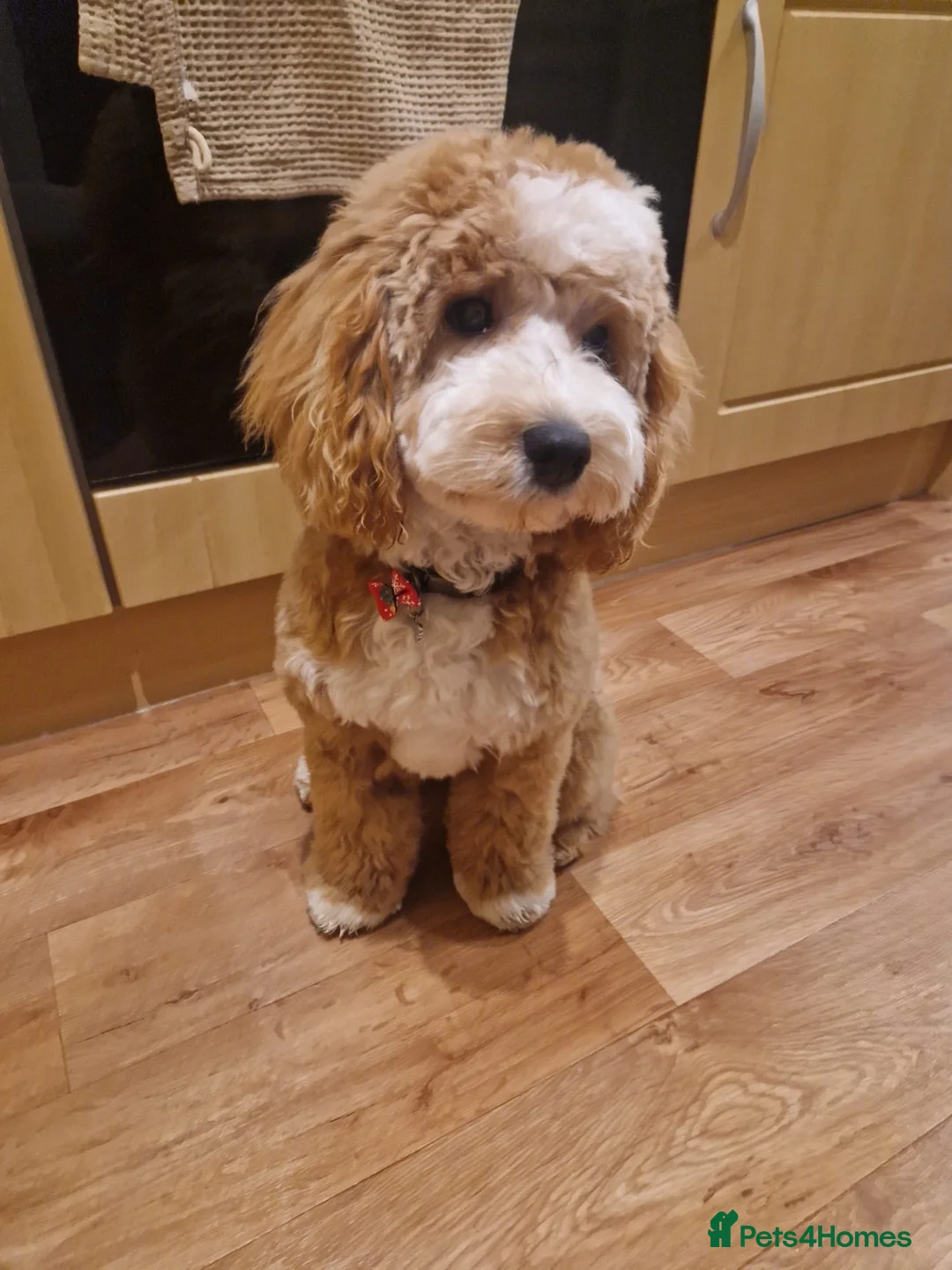 Cockapoo dogs for stud: Gorgeous Apricot Cockapoo Ready For First Pairing in Mold - Advert 1