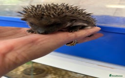 Pygmy Hedgehog rodents for sale: 8 week old baby hoglets ready now- super friendly  - Image 9