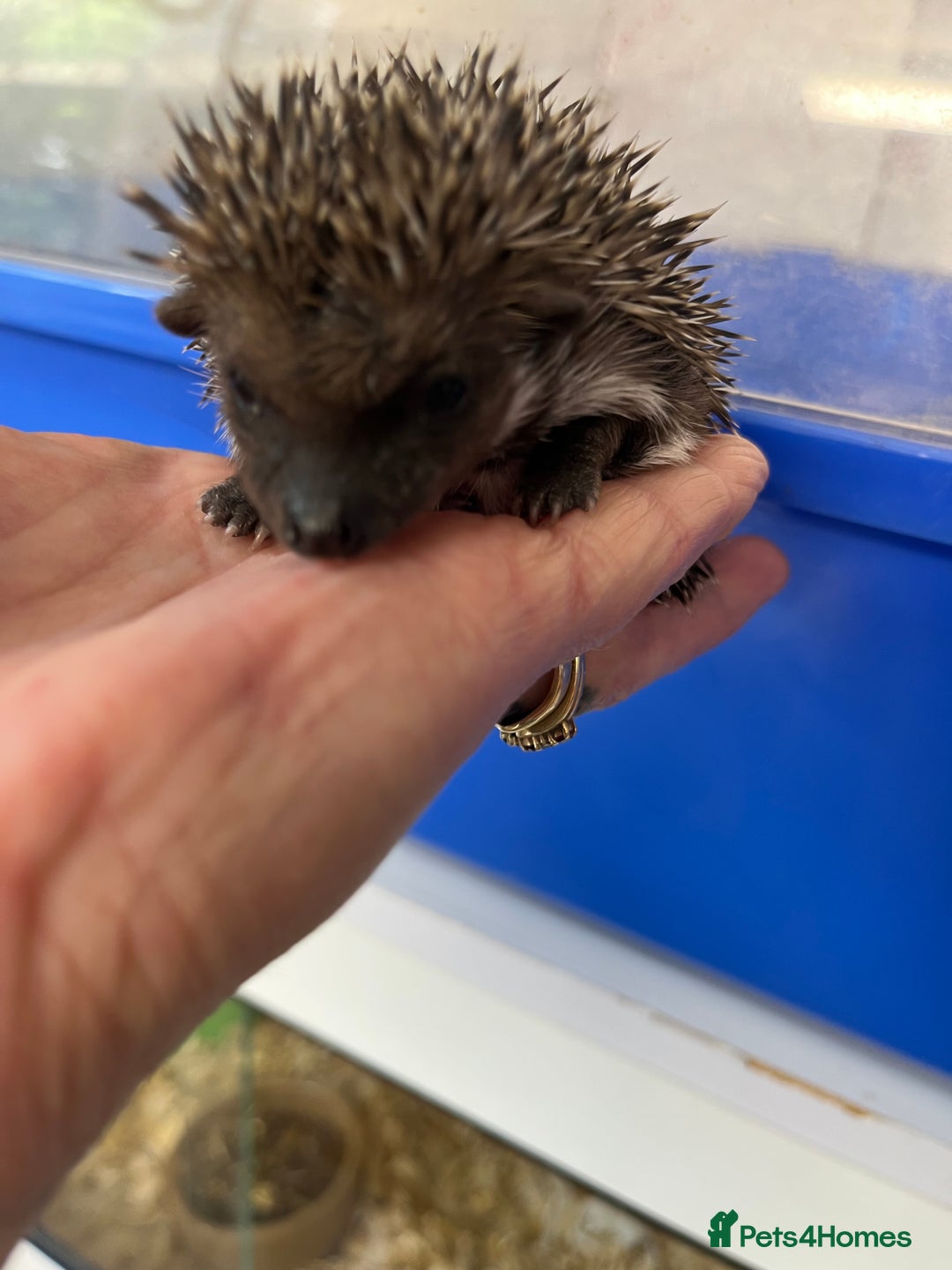 Pygmy Hedgehog rodents for sale: 8 week old baby hoglets ready now- super friendly  - Image 9
