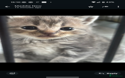 Persian cats for sale: Persian cross - Image 4