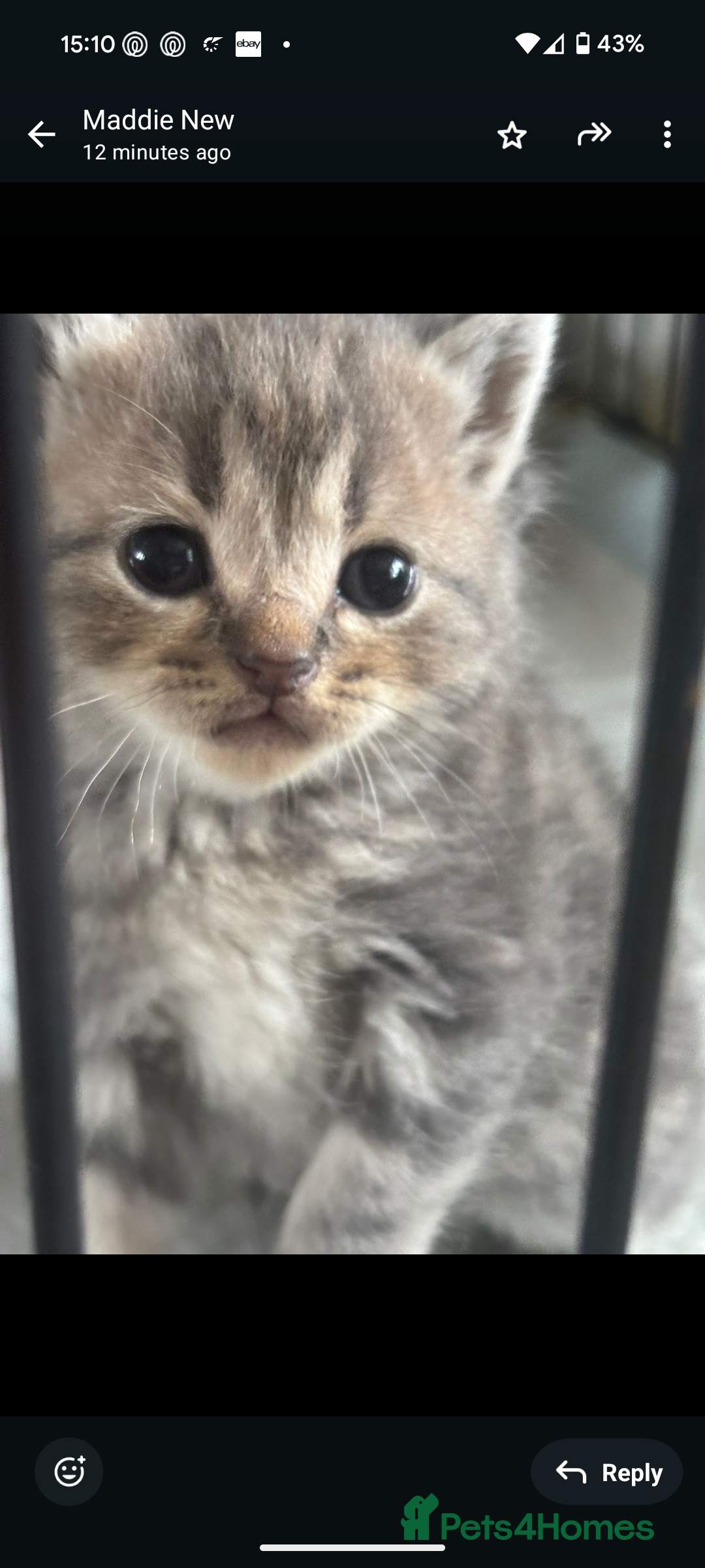 Persian cats for sale: Persian cross - Image 4