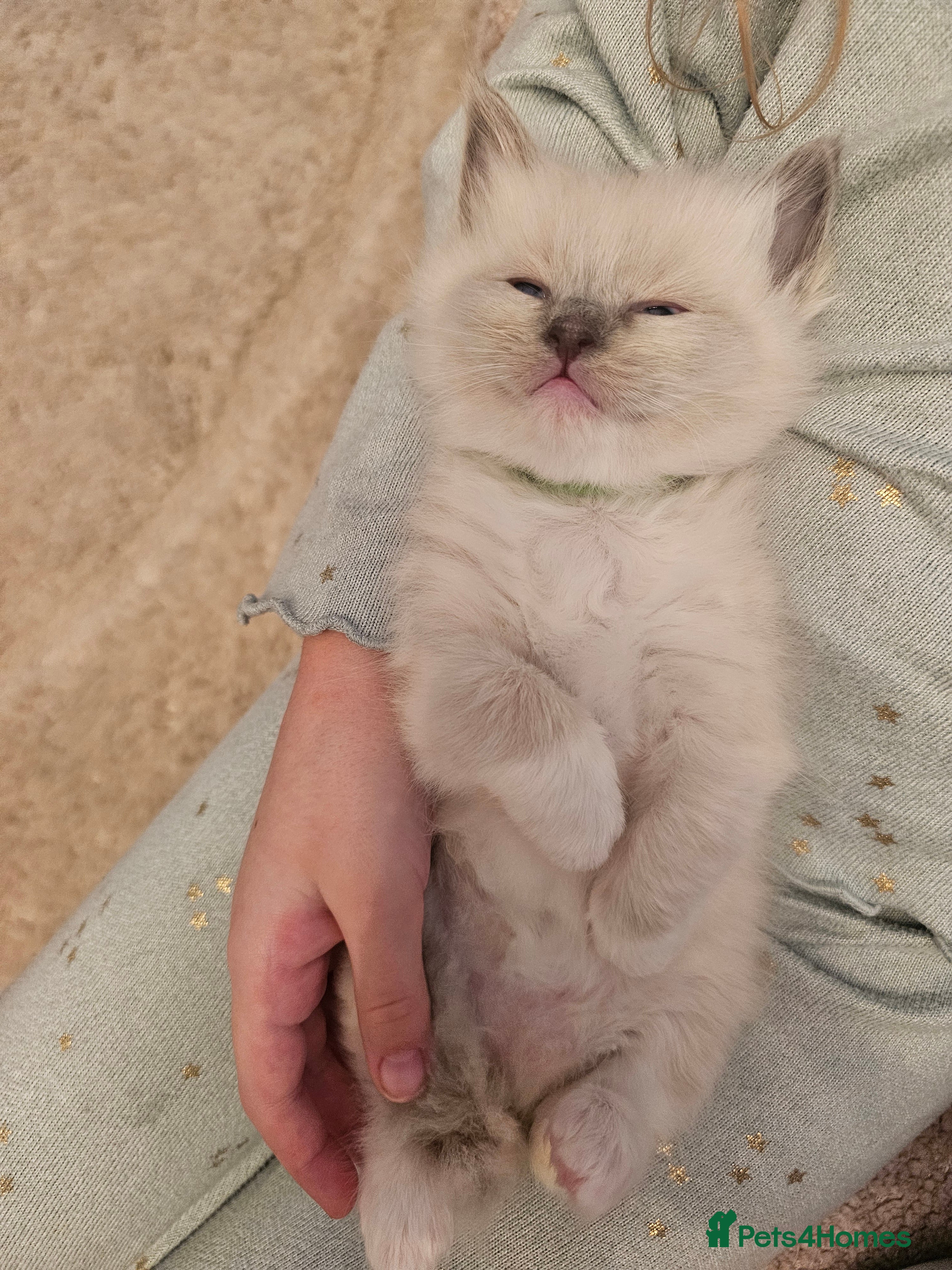 Ragdoll cats BEAUTIFUL PUREBRED BLUE COLOURPOINT RAGDOLLS - Advert 2